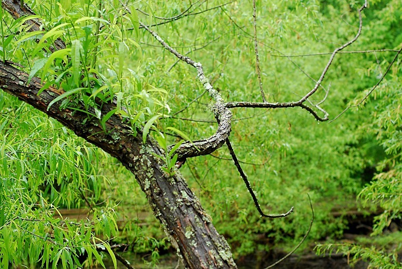  - The Mysteries and Fantasies of Trees