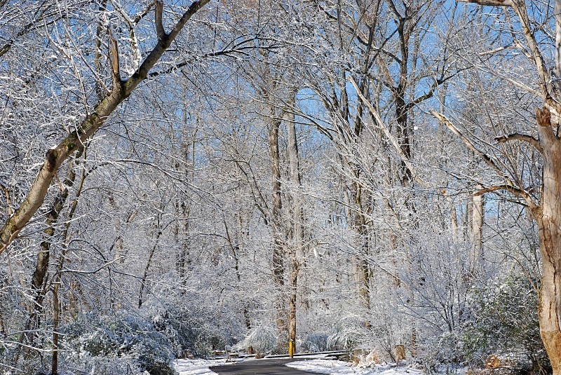  - The Mysteries and Fantasies of Trees