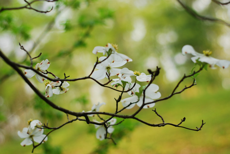  - The Mysteries and Fantasies of Trees