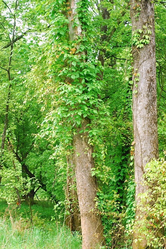 - The Mysteries and Fantasies of Trees