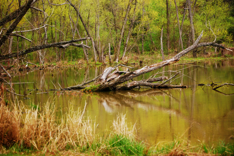  - The Mysteries and Fantasies of Trees