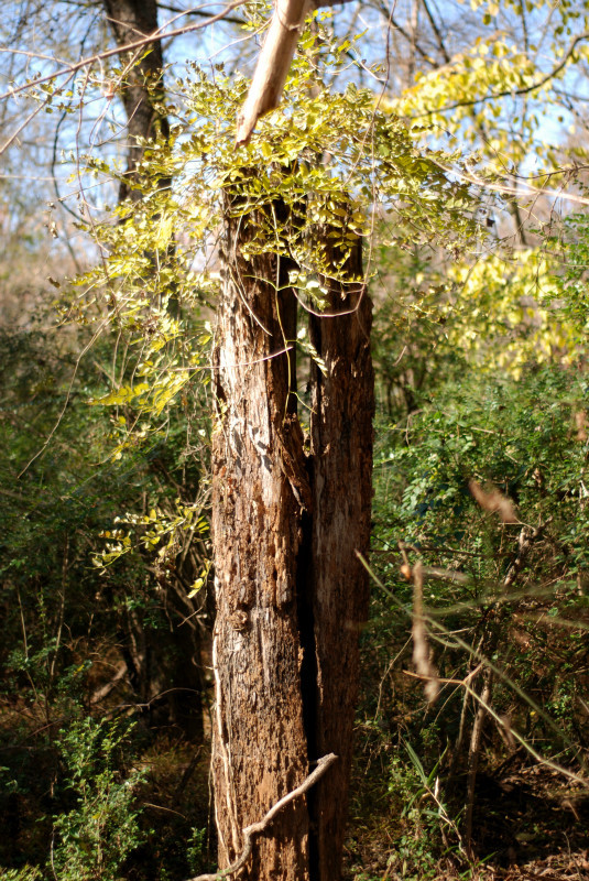  - The Mysteries and Fantasies of Trees