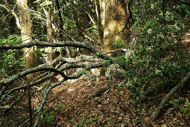  - The Mysteries and Fantasies of Trees