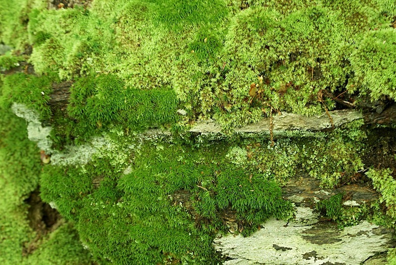  - The Mysteries and Fantasies of Trees