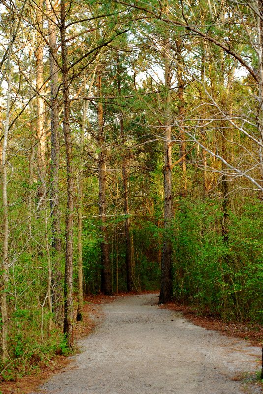  - The Mysteries and Fantasies of Trees
