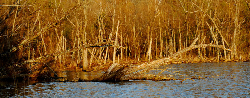  - The Mysteries and Fantasies of Trees