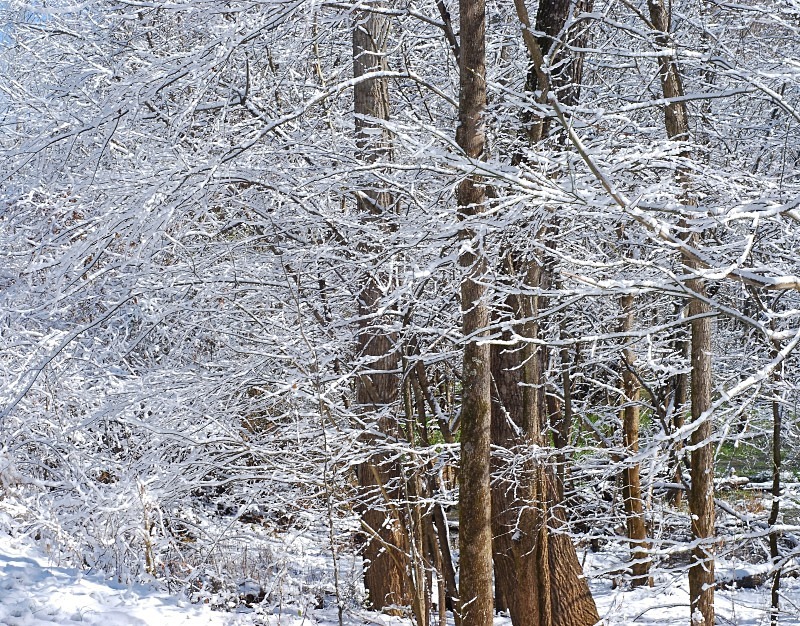  - The Mysteries and Fantasies of Trees