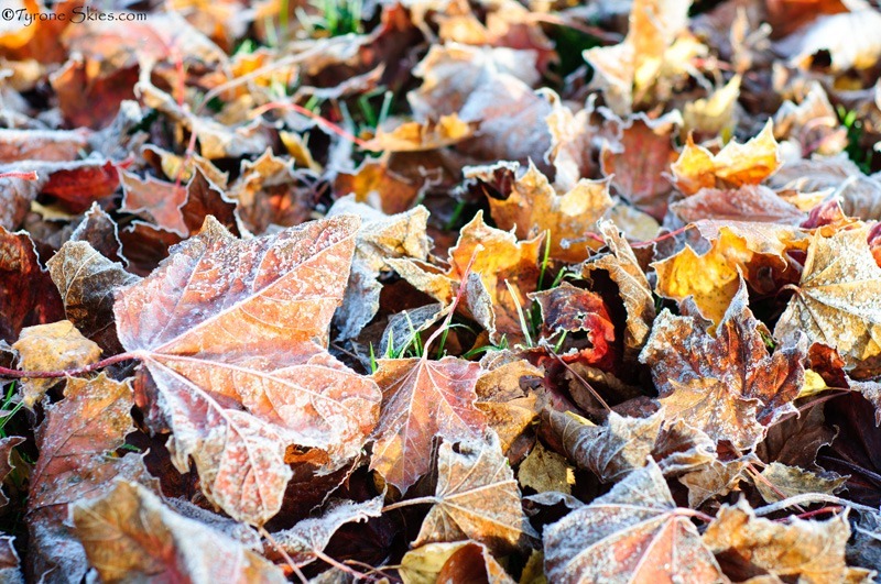 Autumn leaves