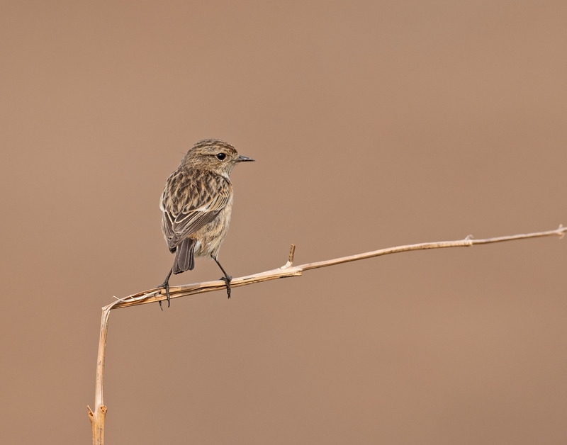 Stonechat (f) - Saxicola rubicola - On the moors