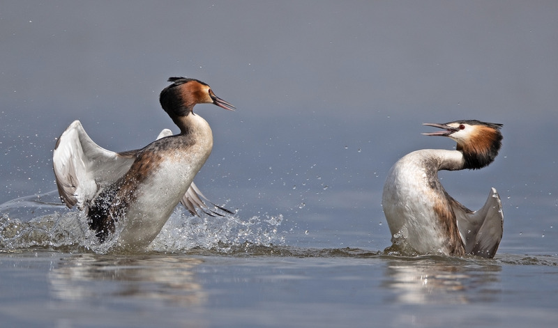 Great Crested Grebes