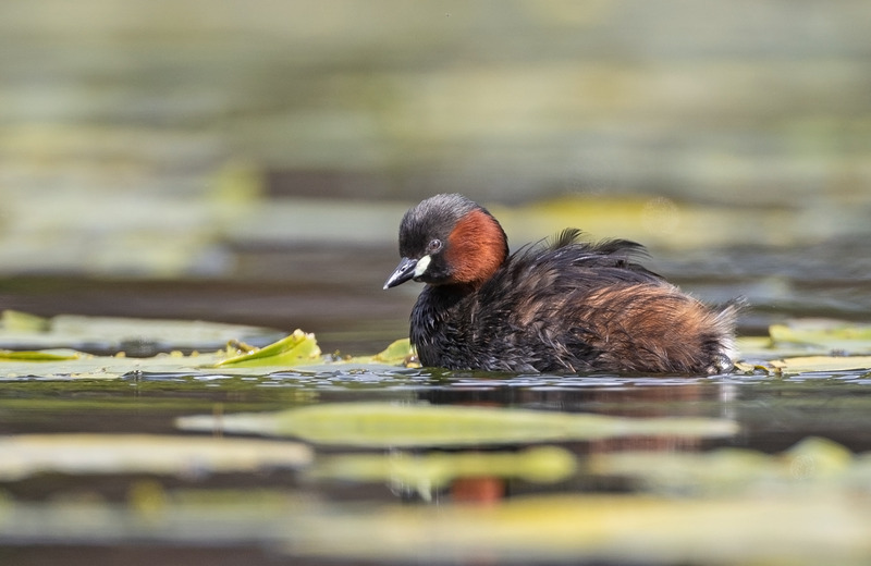 Little Grebe - Tachybaptus ruficollis - Lakes, Streams and Ponds