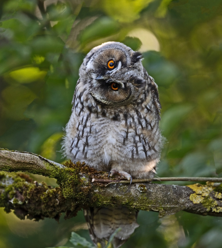 Long-eared Owl - Asio otus - Birds of prey