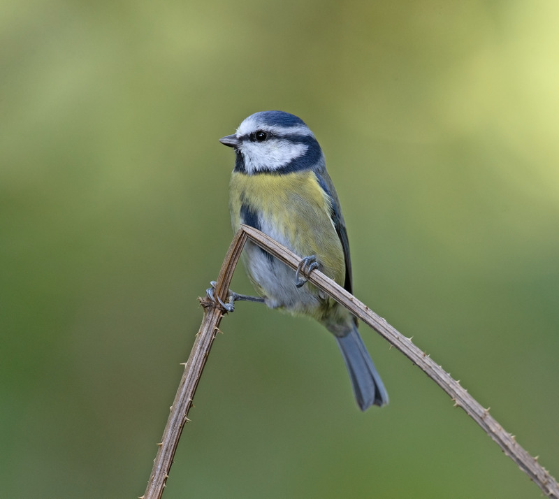 Blue Tit - Cyanistes caeruleus - Hedgerows and Woodland
