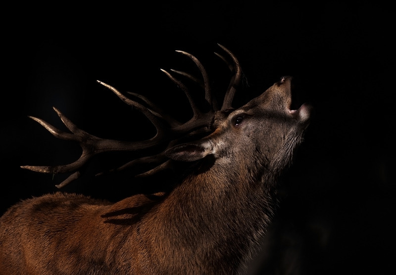 Red Deer - Cervus elaphus - Mammals