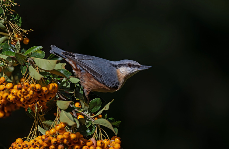 Nuthatch - Sitta europaea - Hedgerows and Woodland