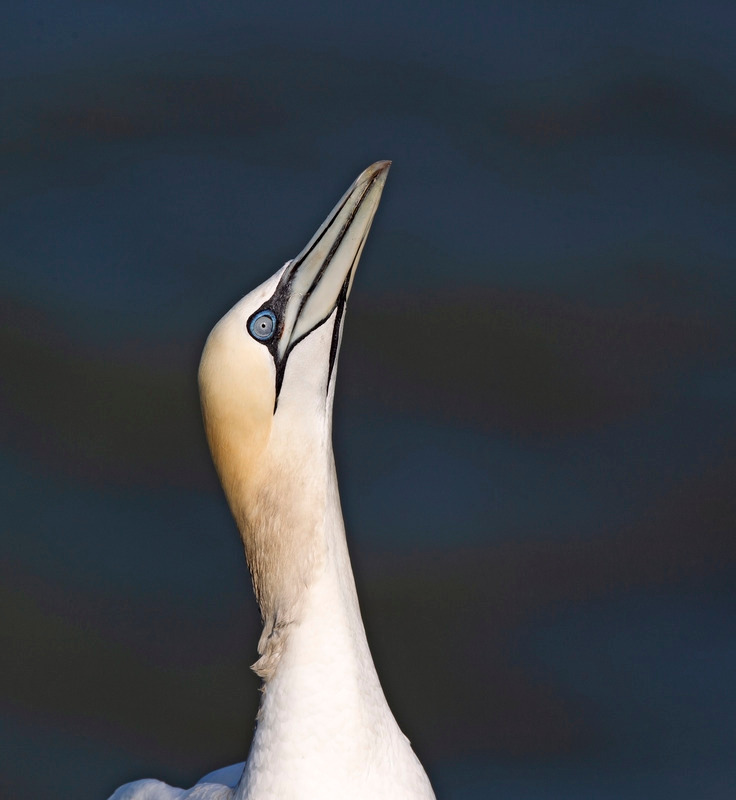Gannet - Morus bassanus - The Coast