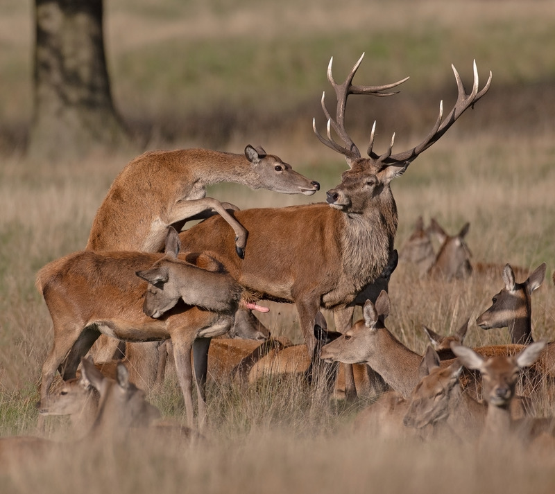 Red Deer - Cervus elaphus - Mammals