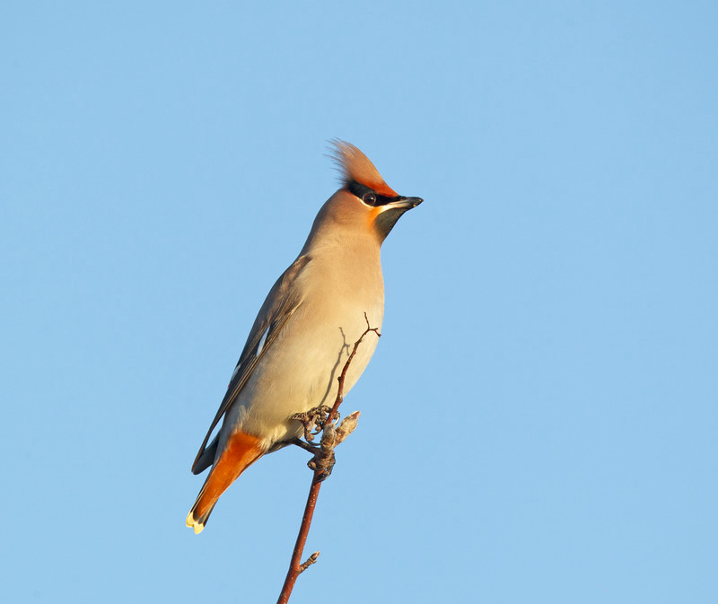 Waxwing | Wildlife Photography