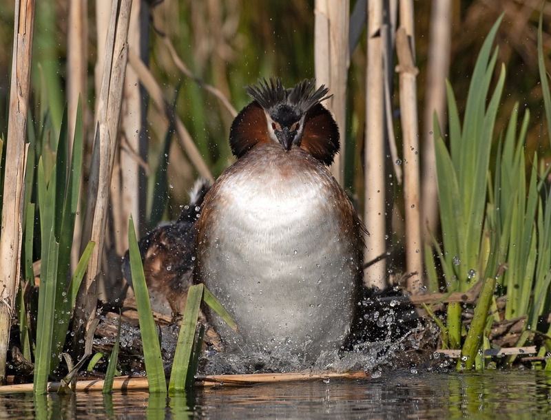 Great Crested Grebe - Podiceps cristatu - Lakes, Streams and Ponds