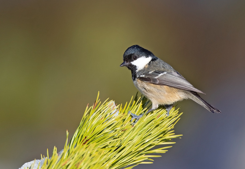 Coal Tit - Periparus ater - Cairngorms