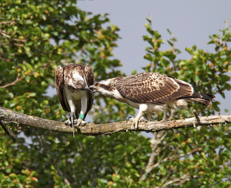 Osprey