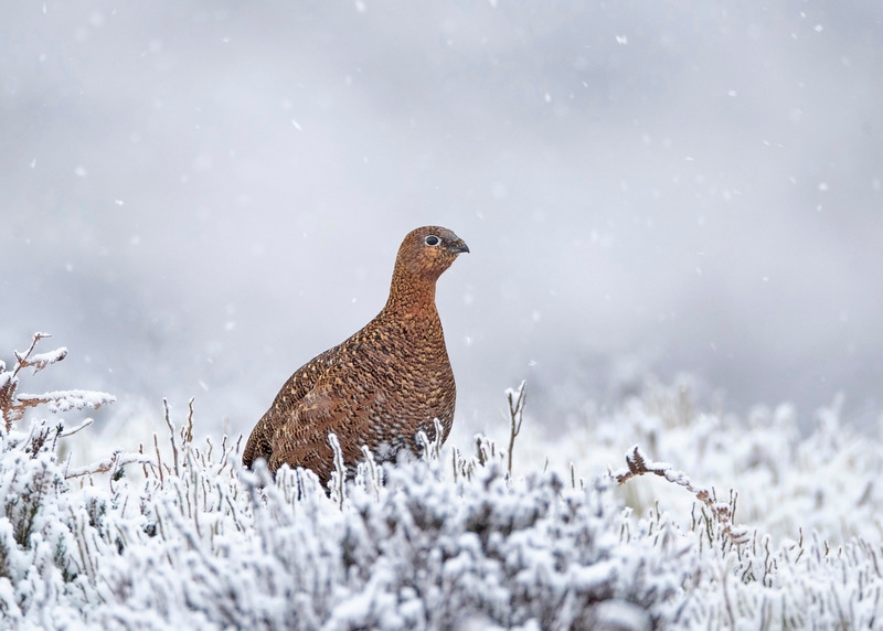 Red Grouse in North Wales
