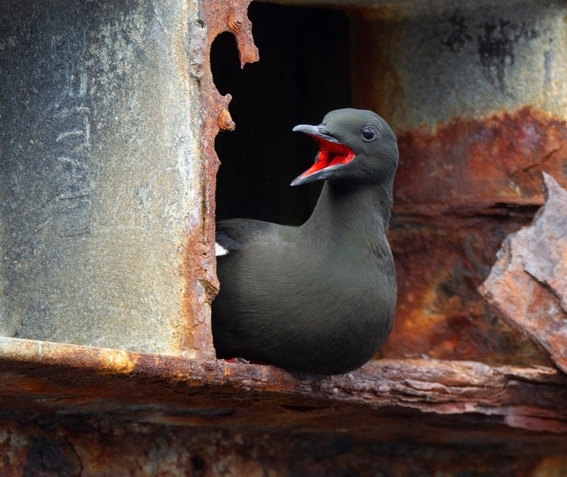 Black Guillemot - Cepphus grylle - Ardnamurchan