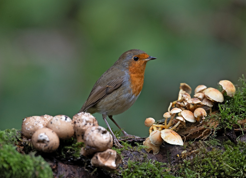Robin - Erithacus rubecula - Hedgerows and Woodland