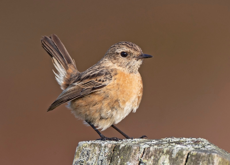 Stonechat | Worlds End
