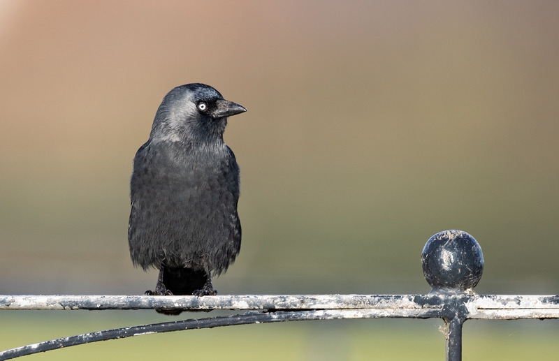 Jackdaw - Corvus monedula - Meadows, Fields and Open spaces