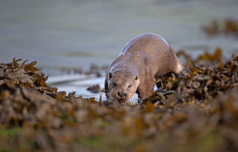 Otter - Lutra lutra - Ardnamurchan