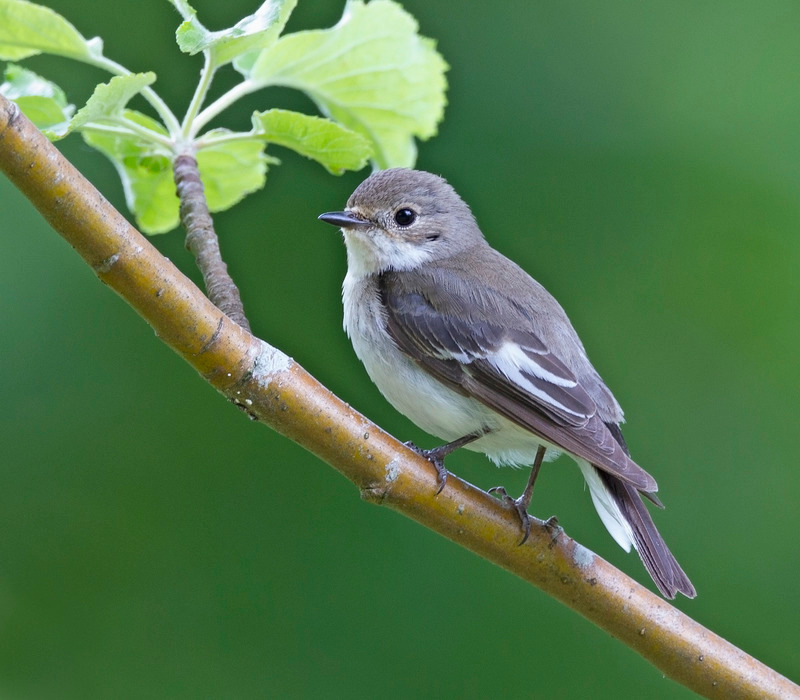 Pied Flycatcher (f) - Ficedula hypoleuca - Hedgerows and Woodland