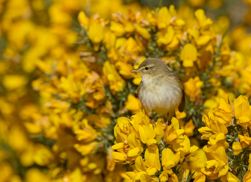 Willow Warbler