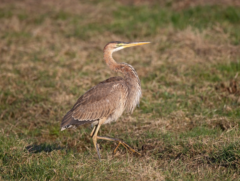 Juvenille Purple Heron