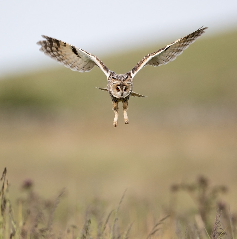 Long-eared Owl