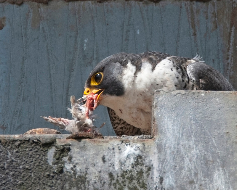 Peregrine Falcon - Falco peregrinus - Birds of prey