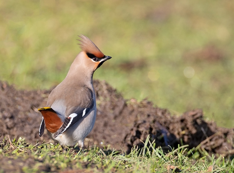 Waxwing - Bombycilla garrulus - Hedgerows and Woodland