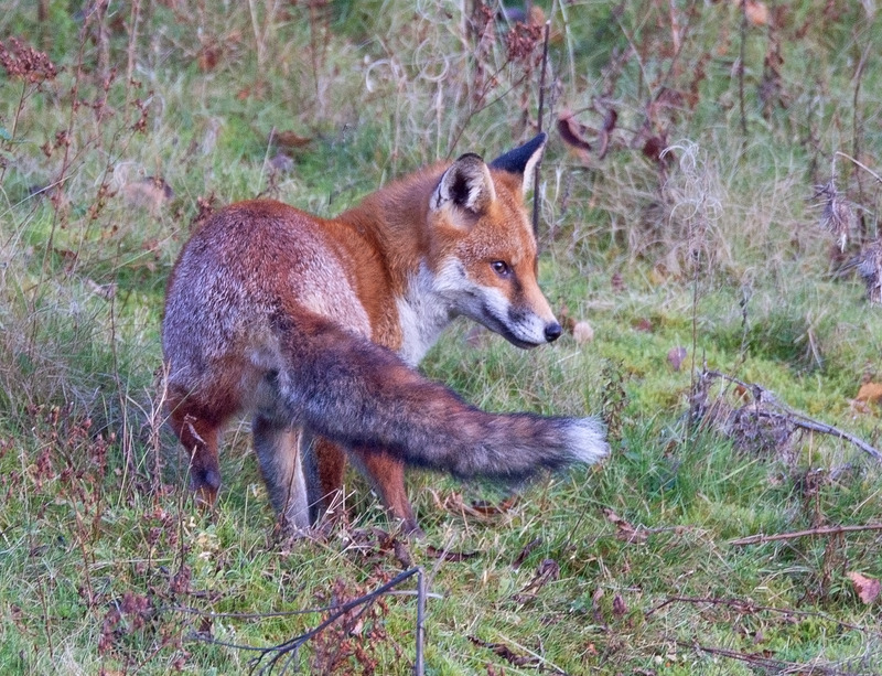 Fox