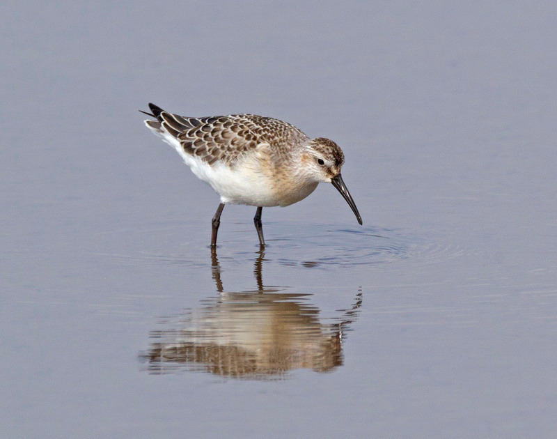 Curlew Sandpiper - Calidris ferruginea - The Coast