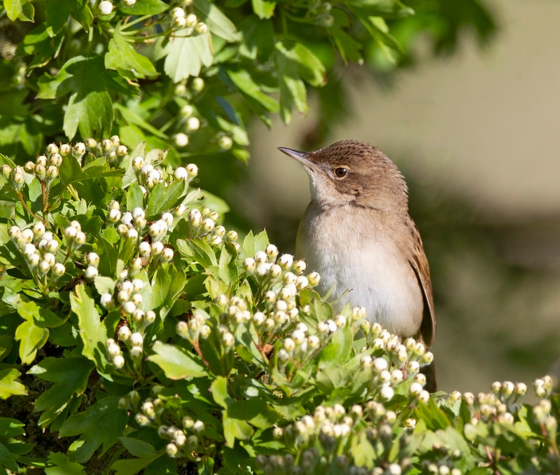 Grasshopper Warbler - Locustella naevia - Hedgerows and Woodland