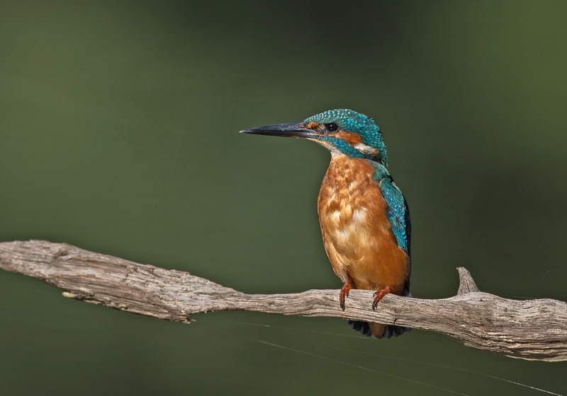 Kingfisher - Alcedo atthis - Lakes, Streams and Ponds