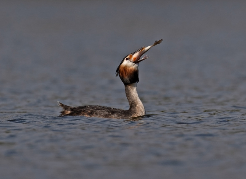 Great Crested Grebe - Podiceps cristatu - Lakes, Streams and Ponds