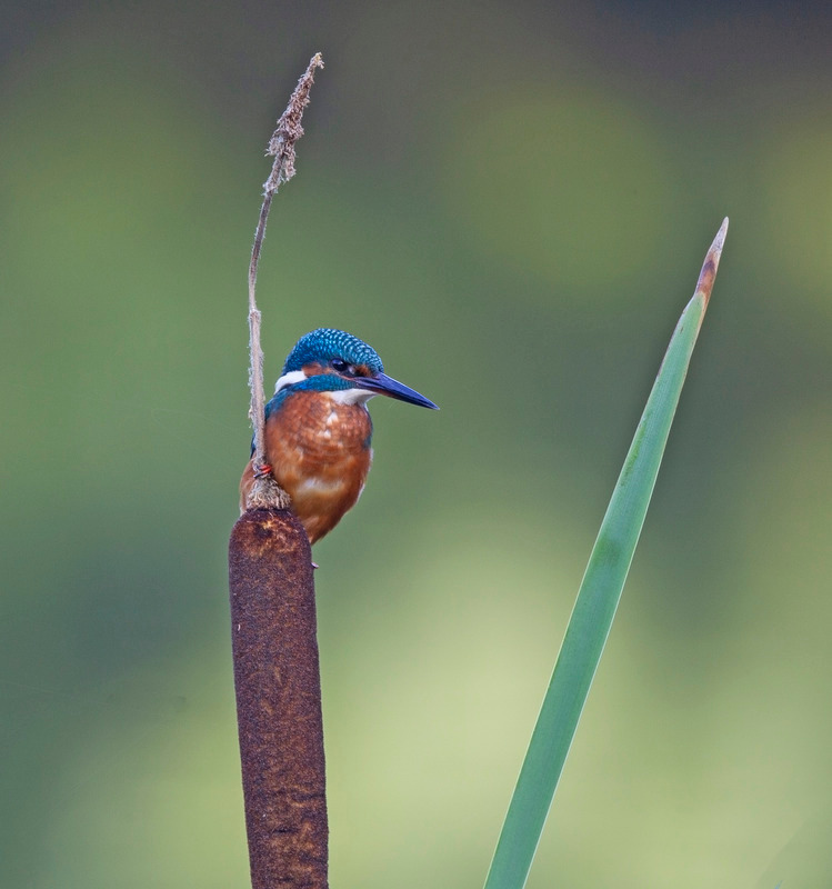 Kingfisher - Alcedo atthis - Lakes, Streams and Ponds