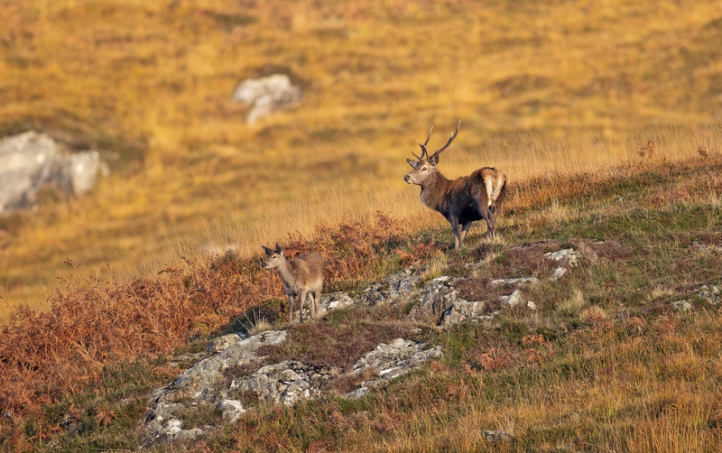 Red Deer - Cervus elaphus - Ardnamurchan