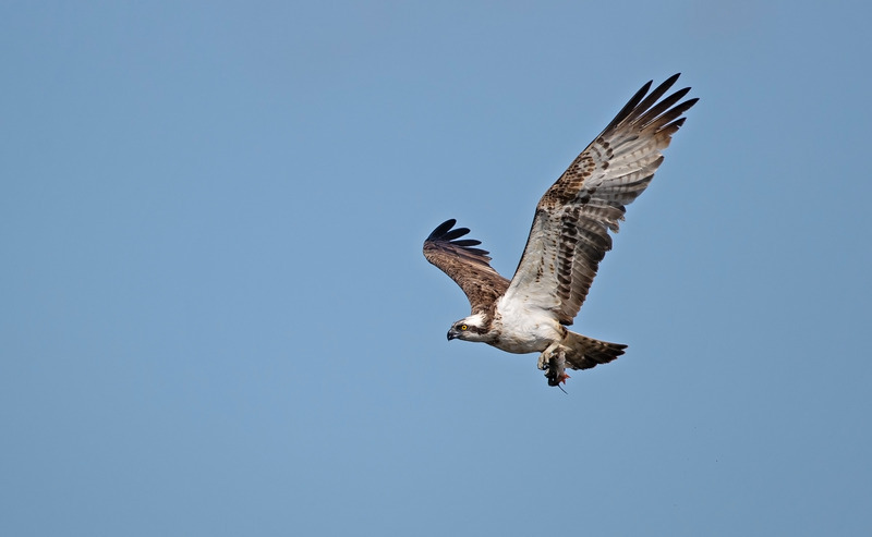 Osprey - Pandion haliaetus - Birds of prey