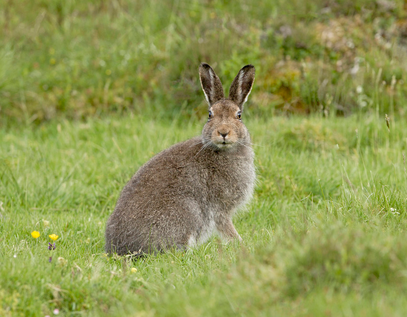 Mountain Hare - Lepus timidus - Cairngorms