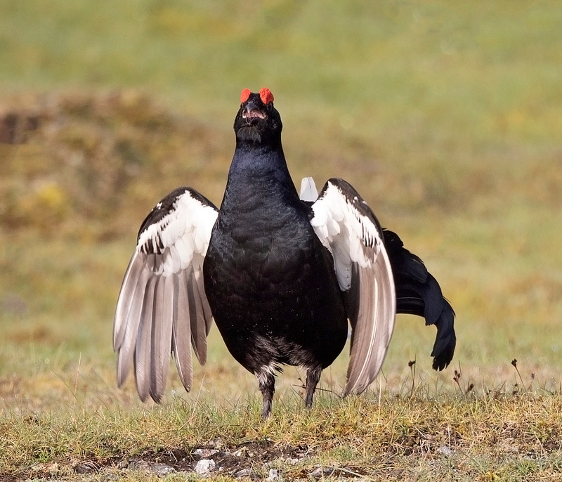 Black Grouse | Worlds End | North Wales