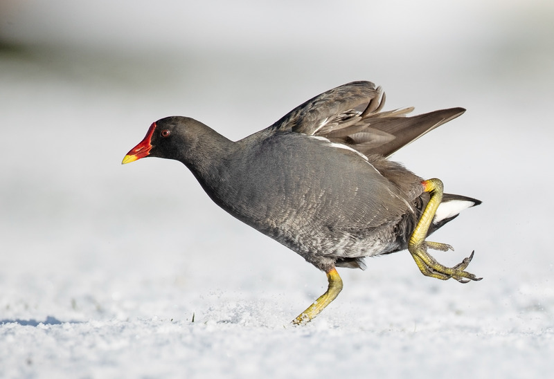 Moorhen - Gallinula chloropus - Lakes, Streams and Ponds