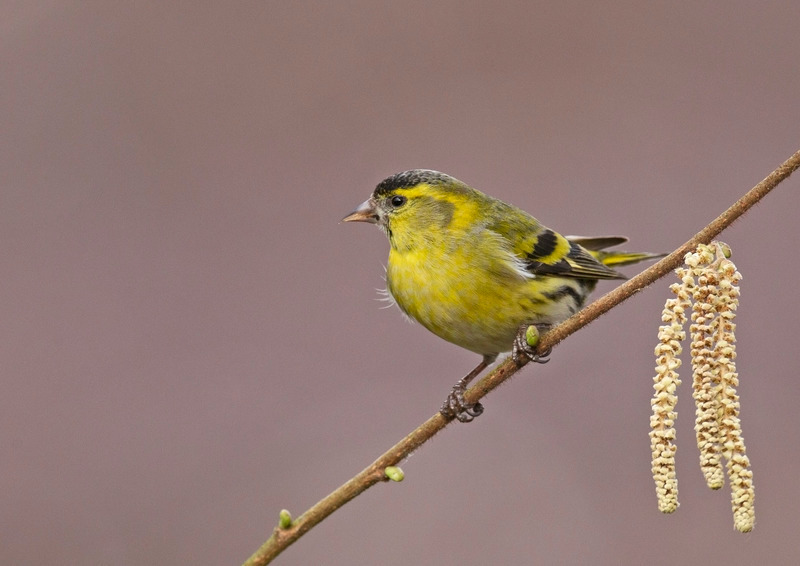 Siskin