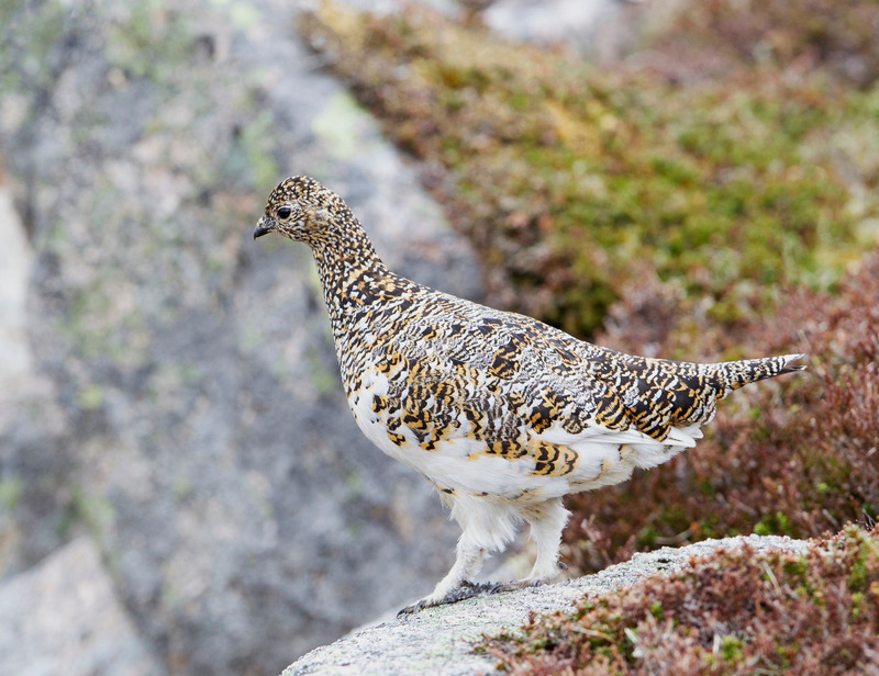 Ptarmigan (F) - Lagopus muta - Cairngorms